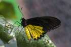 Indonesia Birdwing butterfly on leaf Art Print